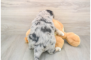 Mini Huskydoodle Puppy for Adoption