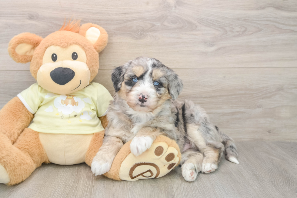 Best Mini Huskydoodle Baby