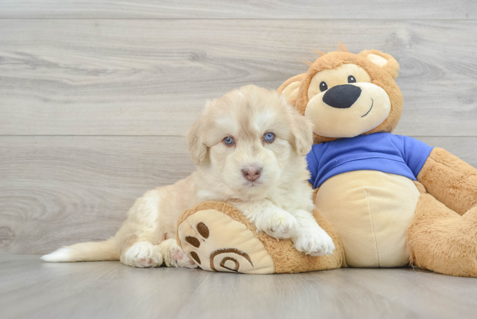 Cute Mini Huskydoodle Poodle Mix Pup