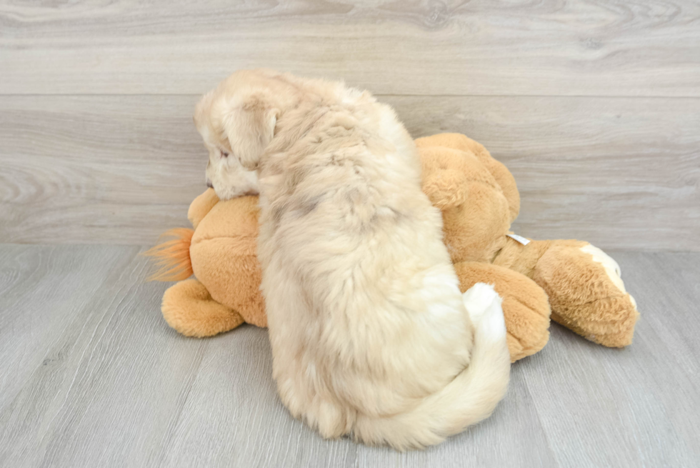 Cute Mini Huskydoodle Poodle Mix Pup