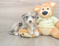 8 week old Mini Huskydoodle Puppy For Sale - Windy City Pups