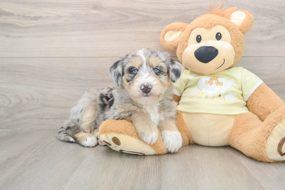 Cute Husky Doodle Poodle Mix Puppy