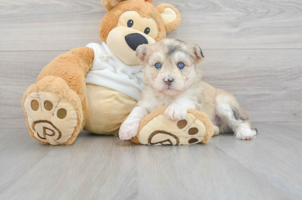 6 week old Mini Huskydoodle Puppy For Sale - Windy City Pups