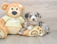 6 week old Mini Huskydoodle Puppy For Sale - Windy City Pups