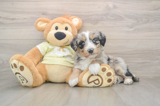 Cute Huskypoo Poodle Mix Puppy