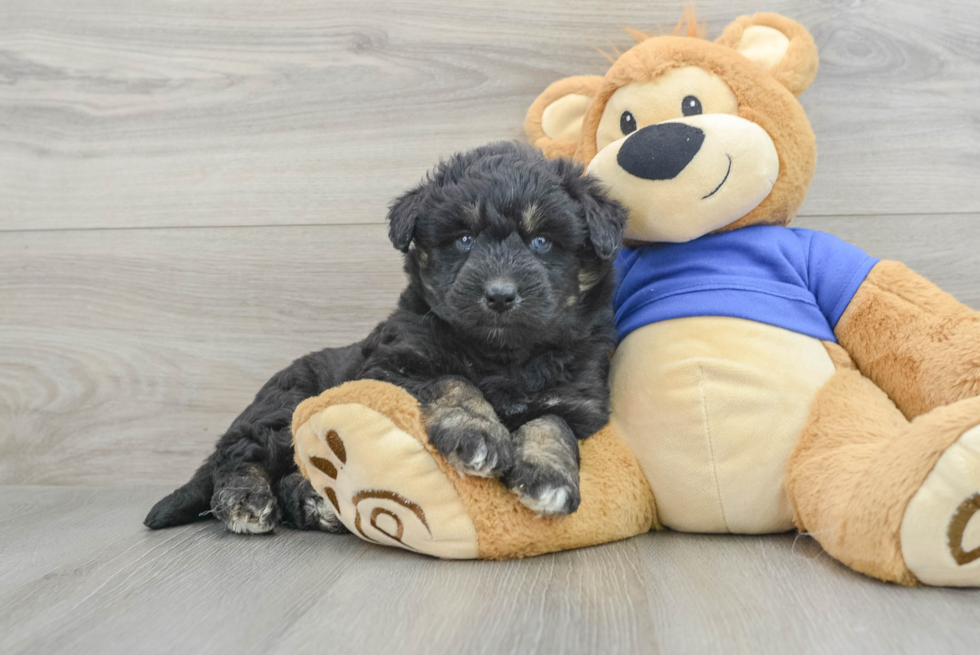 Cute Mini Huskydoodle Poodle Mix Pup