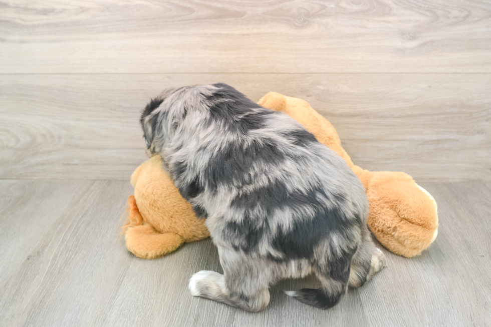 Mini Huskydoodle Puppy for Adoption