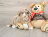 5 week old Mini Huskydoodle Puppy For Sale - Windy City Pups