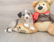 5 week old Mini Huskydoodle Puppy For Sale - Windy City Pups