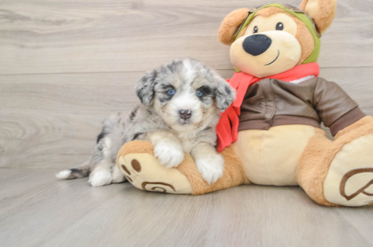 Cute Mini Huskydoodle Poodle Mix Pup