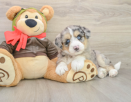 7 week old Mini Huskydoodle Puppy For Sale - Windy City Pups