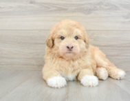 5 week old Mini Huskydoodle Puppy For Sale - Windy City Pups