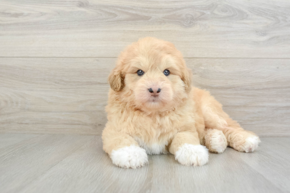 Cute Siberpoo Poodle Mix Puppy