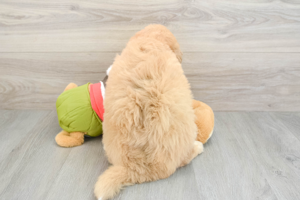 Mini Huskydoodle Pup Being Cute