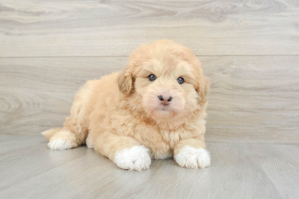 Best Mini Huskydoodle Baby