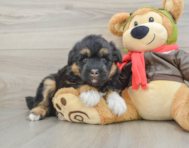 5 week old Mini Huskydoodle Puppy For Sale - Windy City Pups