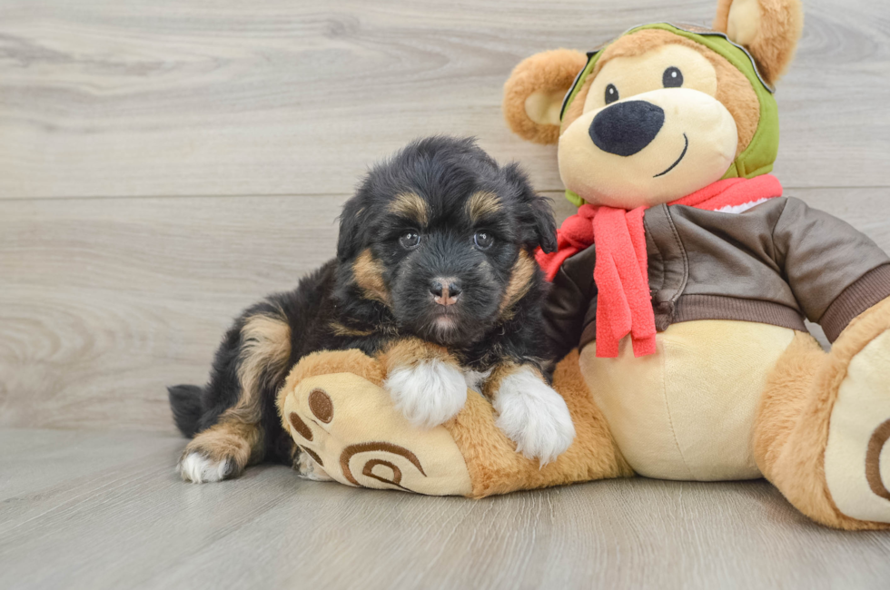 6 week old Mini Huskydoodle Puppy For Sale - Windy City Pups