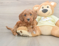 6 week old Mini Irish Doodle Puppy For Sale - Windy City Pups