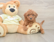 6 week old Mini Irish Doodle Puppy For Sale - Windy City Pups