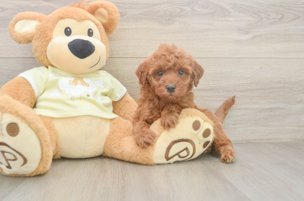 6 week old Mini Irish Doodle Puppy For Sale - Windy City Pups