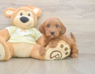 6 week old Mini Irish Doodle Puppy For Sale - Windy City Pups