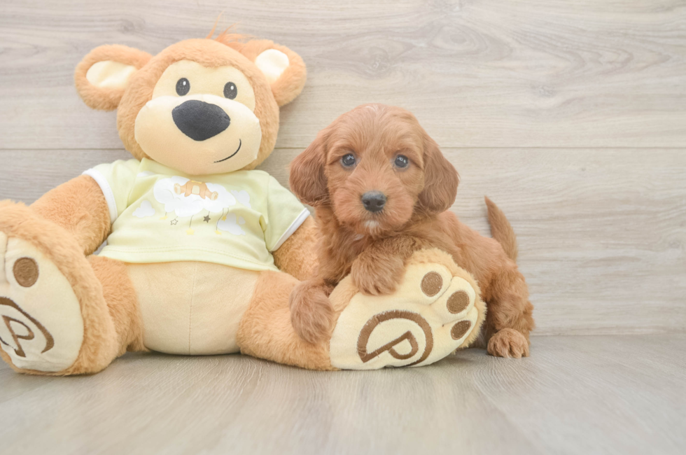 6 week old Mini Irish Doodle Puppy For Sale - Windy City Pups