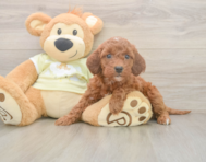 6 week old Mini Irish Doodle Puppy For Sale - Windy City Pups