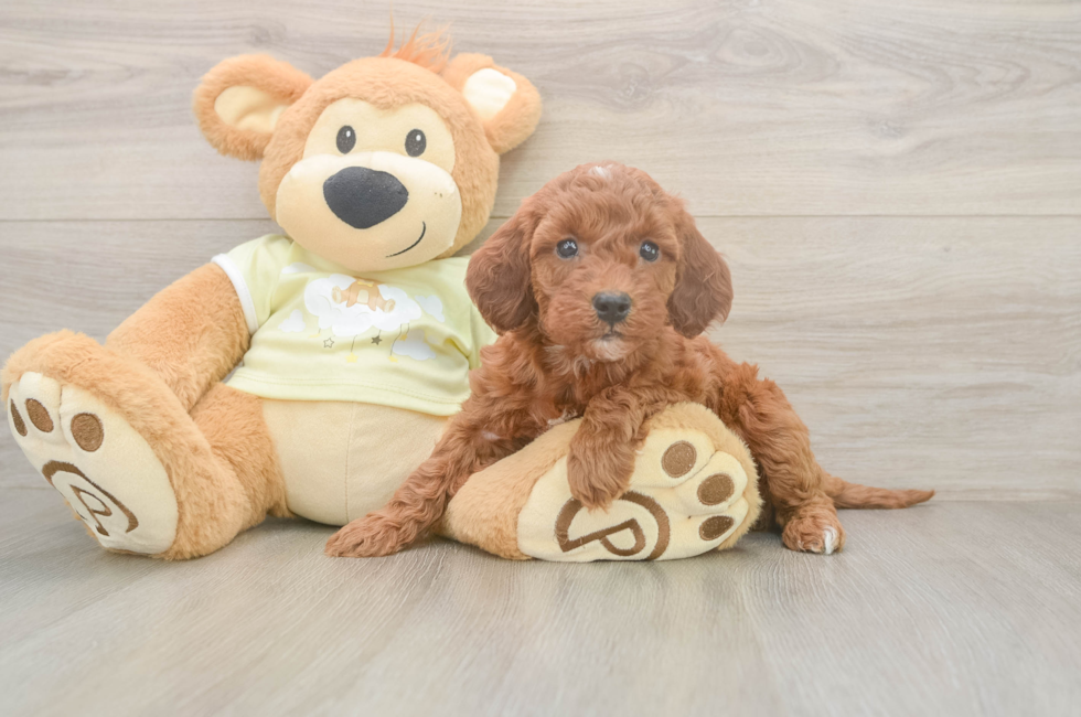 6 week old Mini Irish Doodle Puppy For Sale - Windy City Pups