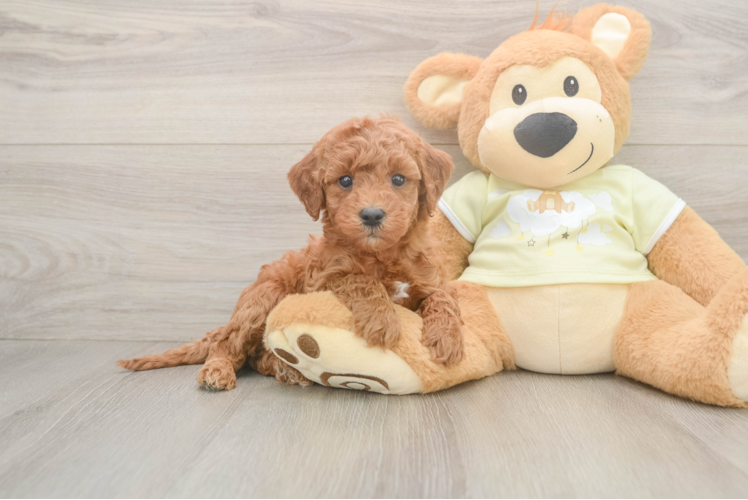 Energetic Irish Setterpoo Poodle Mix Puppy
