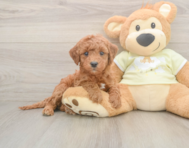 6 week old Mini Irish Doodle Puppy For Sale - Windy City Pups