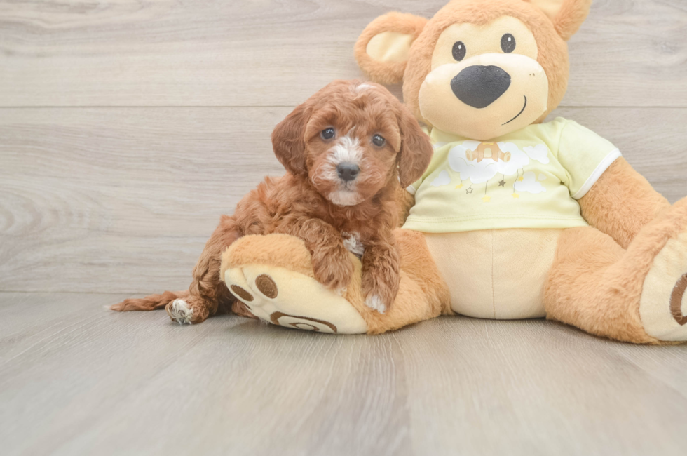 6 week old Mini Irish Doodle Puppy For Sale - Windy City Pups