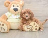 6 week old Mini Irish Doodle Puppy For Sale - Windy City Pups