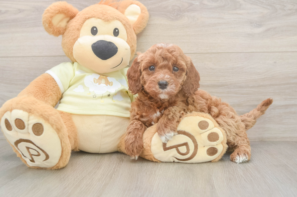 6 week old Mini Irish Doodle Puppy For Sale - Windy City Pups