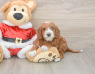 5 week old Mini Irish Doodle Puppy For Sale - Windy City Pups