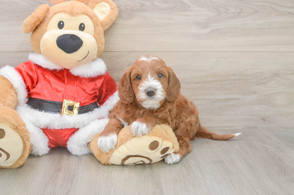 5 week old Mini Irish Doodle Puppy For Sale - Windy City Pups