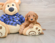 5 week old Mini Irish Doodle Puppy For Sale - Windy City Pups