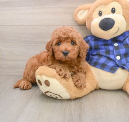 6 week old Mini Irish Doodle Puppy For Sale - Windy City Pups