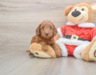 5 week old Mini Irish Doodle Puppy For Sale - Windy City Pups