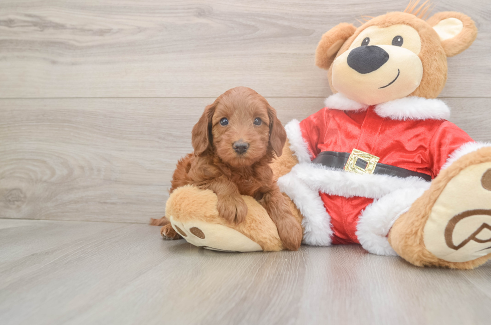 5 week old Mini Irish Doodle Puppy For Sale - Windy City Pups