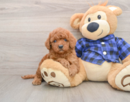 7 week old Mini Irish Doodle Puppy For Sale - Windy City Pups