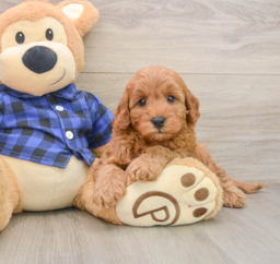 6 week old Mini Irish Doodle Puppy For Sale - Windy City Pups