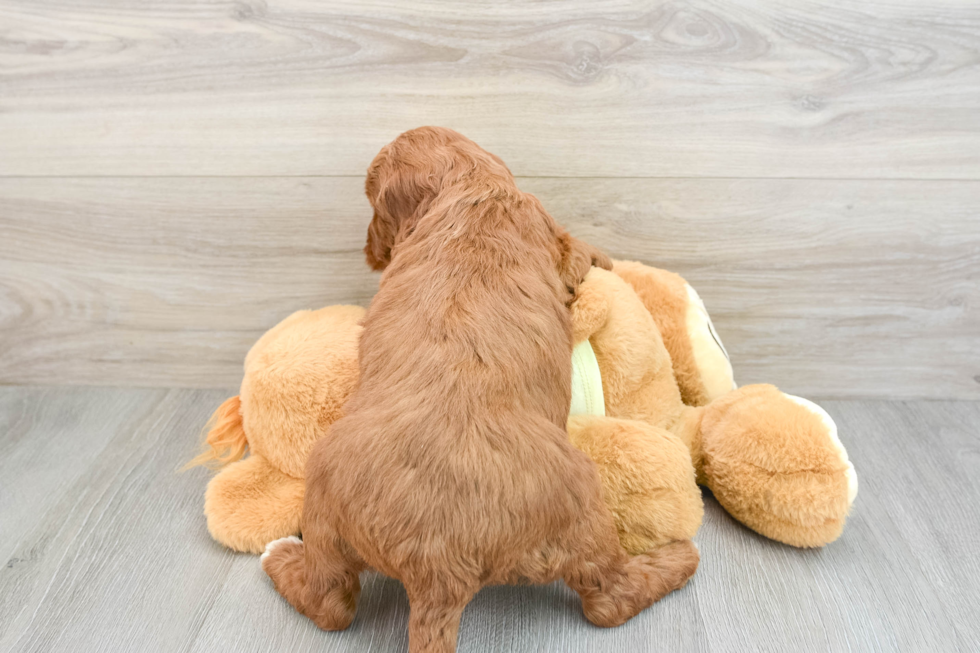 Petite Mini Irish Doodle Poodle Mix Pup