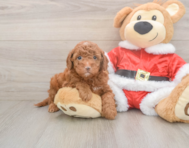 5 week old Mini Irish Doodle Puppy For Sale - Windy City Pups