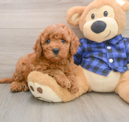 6 week old Mini Irish Doodle Puppy For Sale - Windy City Pups