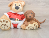 5 week old Mini Irish Doodle Puppy For Sale - Windy City Pups