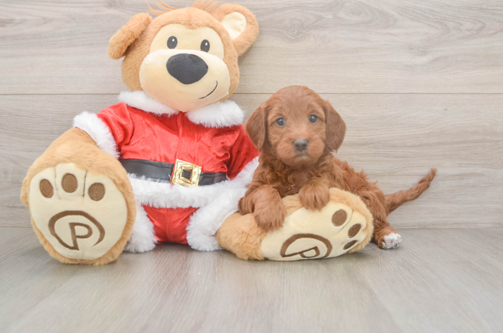 5 week old Mini Irish Doodle Puppy For Sale - Windy City Pups