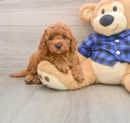 6 week old Mini Irish Doodle Puppy For Sale - Windy City Pups