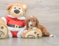 5 week old Mini Irish Doodle Puppy For Sale - Windy City Pups