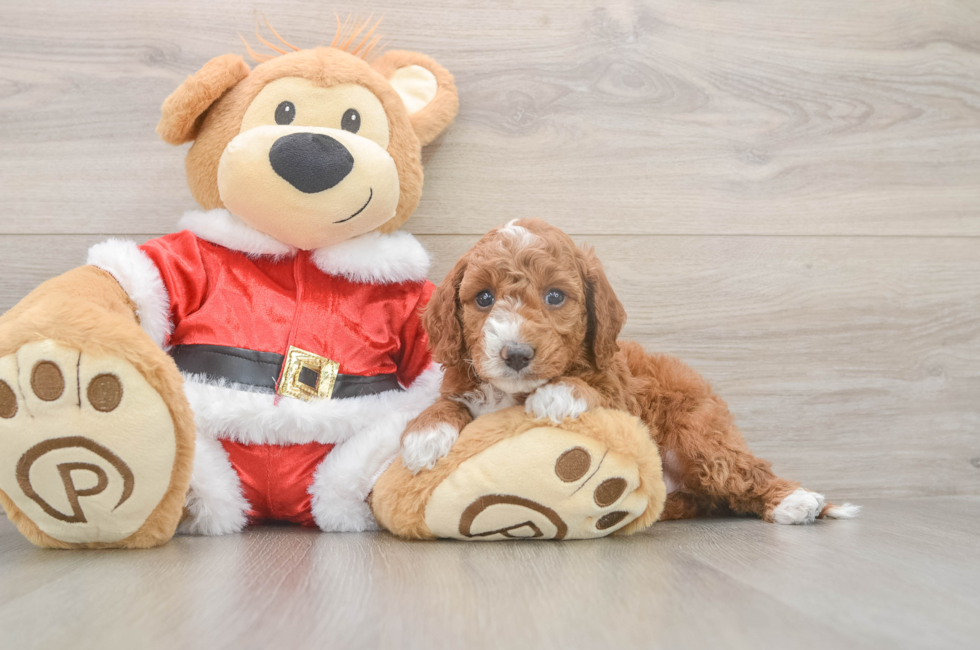 5 week old Mini Irish Doodle Puppy For Sale - Windy City Pups