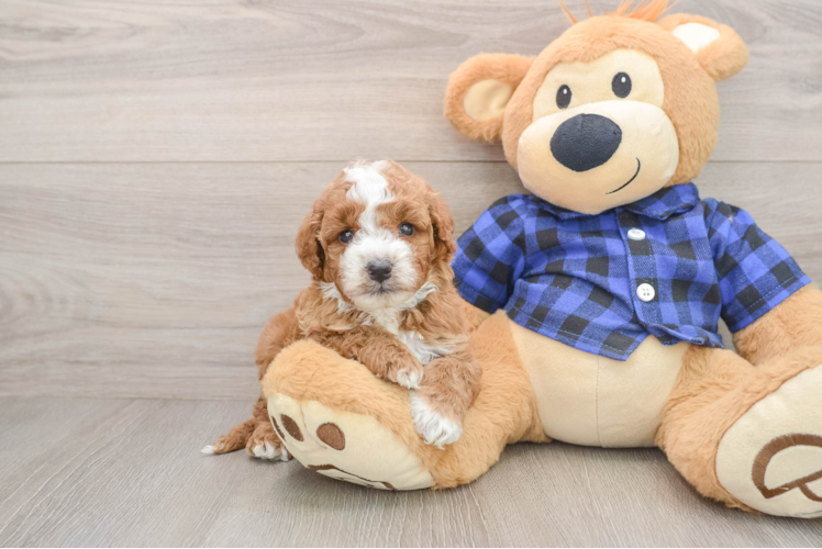 Mini Irish Doodle Pup Being Cute